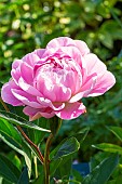 Herbaceous peony (Paeonia lactiflora) Lady Alexandra Duff Obtenteur : Kelway 1902, flower