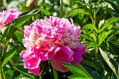 Herbaceous peony (Paeonia lactiflora) Alexandre Dumas Obtenteur : Guérin 1862, flower