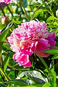 Herbaceous peony (Paeonia lactiflora) Alexandre Dumas Obtenteur : Guérin 1862, flower