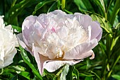 Herbaceous peony (Paeonia lactiflora) Alice Crousse Obtenteur : Calot 1872, flower