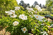 Herbaceous peony (Paeonia lactiflora) Gardenia Breeder : Lins (USA) 1955, in bloom