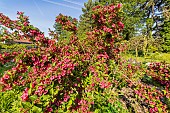 Old Fashioned Weigela (Weigela florida) Bristol Ruby, in bloom