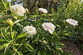 Herbaceous peony (Paeonia lactiflora) Alice Crousse Obtenteur : Calot 1872, in bloom