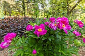 Herbaceous Peony (Paeonia lactiflora) Kojiki Breeder : Millet 1926, in bloom