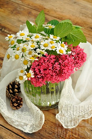 Red_valerian_Centranthus_ruber_flowers_Feverfew_Tanacetum_parthenium_flowers_and_Common_balm_Melissa