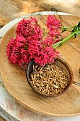 Red valerian (Centranthus ruber) flowers, roots for infusion and decoction, soothing, promotes sleep