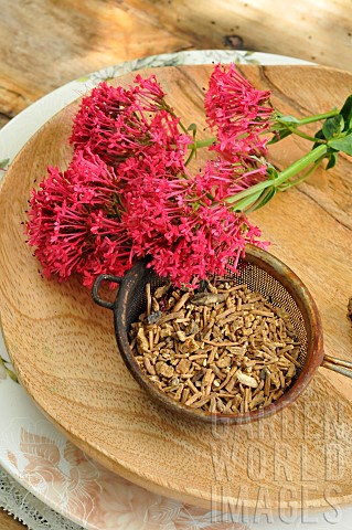 Red_valerian_Centranthus_ruber_flowers_roots_for_infusion_and_decoction_soothing_promotes_sleep