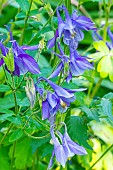 Alpine Columbine (Aquilegia alpina), flowers