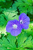 Himalayan Geranium (Geranium himalayense) Gravetye, flowers