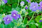 Iberian Geranium (Geranium ibericum subsp. jubatum), flowers