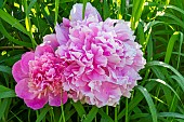 Herbaceous peony (Paeonia lactiflora) Souvenir de Gaspard Calot breeder : Calot (FRA) 1865, flowers