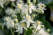 Old mans beard (Clematis vitalba) flowers, Gard, France