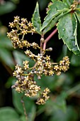 Parthenocissus sp. flowers, Vaucluse, France