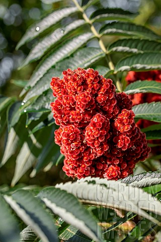 Fruit_of_Staghorn_sumac_Rhus_typhina_in_early_summer_Vaucluse_France