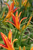 Orange day-lily (Hemerocallis sp.)