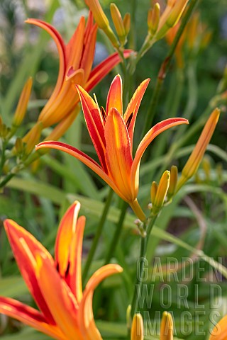 Orange_daylily_Hemerocallis_sp