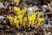 Goldmoss stonecrop (Sedum acre), Gard, France