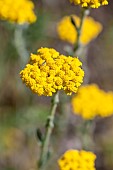 Woolly yarrow (Achillea tomentosa), Gard, France