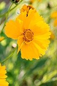 Calliopsis (Coreopsis sp.) flower, Gard, France