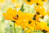 White spotted rose beetle (Oxythyrea funesta) feeding on a Calliopsis (Coreopsis sp.) flower, Gard, France