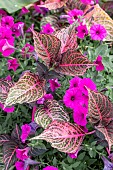 Herbsts bloodleaf (Iresine herbstii) and Petunia combination