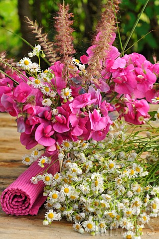Sweet_pea_Lathyrus_odoratus_white_aster_and_fountaingrass_Pennisetum_sp_flower_clusters
