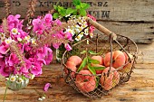 Flat peaches (Prunus persica var. platycarpa) in an iron basket, Sweet pea (Lathyrus odoratus) and white asters, Chamomile and Valerian flowers from the garden. Summer fruits