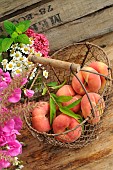 Flat peaches (Prunus persica var. platycarpa) in an iron basket, Sweet pea (Lathyrus odoratus) and white asters, Chamomile and Valerian flowers from the garden. Summer fruits