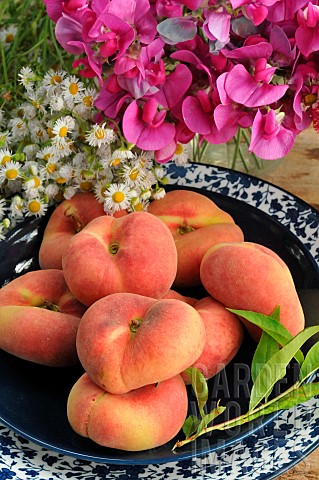 Flat_peaches_Prunus_persica_var_platycarpa_sweet_pea_flowers_Lathyrus_odoratus_and_white_asters_summ