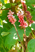 Coralbell (Heuchera brizoides) Firebird, flowers in spring