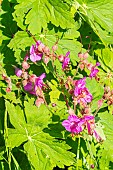 Bigroot geranium (Geranium macrorrhizum) Velebit, flowers in spring