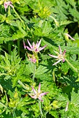 Thurstons cranesbill Sherwood (Geranium oxonianum f. thurstonianum) Sherwood, flowers in spring