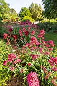Red Valerian (Centranthus ruber) and Herbaceous peony (Paeonia lactiflora) Kansas Breeder : Bigger 1940 in bloom in spring