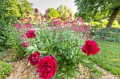 Herbaceous peony (Paeonia lactiflora) Kansas Breeder : Bigger 1940 and Red Valerian (Centranthus ruber) in bloom in spring