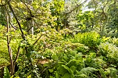 Fern Garden in spring, Parc Floral de Vincennes, Paris, France