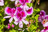 Scented leaf Pelargonium, Pelargonium Rose Bengal, flowers