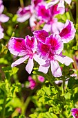 Scented leaf Pelargonium, Pelargonium Rose Bengal, flowers