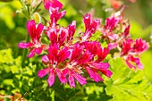 Scented leaf Pelargonium, Pelargonium Concolor Lace, flowers