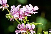 Scented leaf Pelargonium, Pelargonium Maple Leaf, flowers