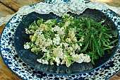 Milfoil (Achillea millefolium), infusion with the flowers and aromatic for the leaves, aromatic and medicinal plants