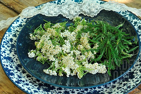 Milfoil_Achillea_millefolium_infusion_with_the_flowers_and_aromatic_for_the_leaves_aromatic_and_medi