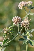 Greater Badassi (Lotus rectus), Vaucluse, France