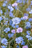 Common chicory (Cichorium intybus), Vaucluse, France