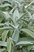 Common sage (Salvia officinalis)