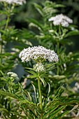 Dwarf elder (Sambucus ebulus) flowering, Gard, France