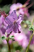 Dalmatian cranesbill (Geranium dalmaticum)