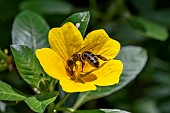 Honey bee (Apis mellifera) foraging on Floating primrose-willow (Ludwigia peploides) flower, Vaucluse, France