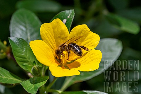 Honey_bee_Apis_mellifera_foraging_on_Floating_primrosewillow_Ludwigia_peploides_flower_Vaucluse_Fran