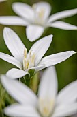 Garden star-of-Bethlehem (Ornithogalum divergens = Ornithogalum umbellatum auct.), Eleven-oclock lady, Gard, France