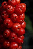 Italian arum (Arum italicum) fruits, Vaucluse, France